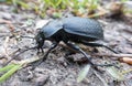 Black coloured ground beetle Royalty Free Stock Photo