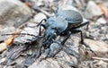 Black coloured ground beetle Royalty Free Stock Photo