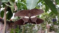 Black colur Butterfly stay in a leaf