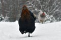 Black combed hen of old resistant breed Hedemora from Sweden on snow in wintery landscape. Royalty Free Stock Photo