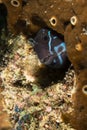 Black Combtooth Blenny (Ecsenius namiyei)