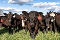 Black commercial Angus crossbred heifers