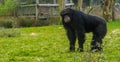 Black common chimpanzee standing in the grass pasture and looking towards the camera, Endangered animal species