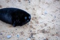 Black common grey seal pup watches from a beach