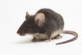 Black common house mouse isolated on white background