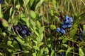 Black and Common Lowbush Blueberry 814920