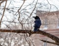 Black common raven Corvus corax or northern raven sits on tree branch and looks directly on watcher