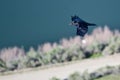 Black Common Raven Flying Over the River Viewed From Above Royalty Free Stock Photo