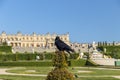 Black common raven with Versailles castle on the background