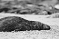 Black common seal on the beach Royalty Free Stock Photo