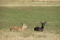 Black and common springbok calves lying on green grass, facing the viewer
