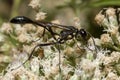 a black common thread bellied wasp Ammophila procera sucking nectar from a white common boneset flower. Royalty Free Stock Photo