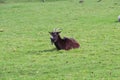 Common west goat in a field Royalty Free Stock Photo