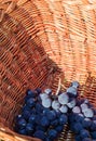 Black Concord grapes being harvested into with wicker basket.