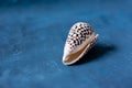 Black Cone on a blue background. Conus Marmoreus. Shell With White Triangle. Royalty Free Stock Photo