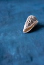 Black Cone on a blue background. Conus Marmoreus. Shell With White Triangle. Royalty Free Stock Photo