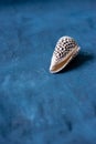 Black Cone on a blue background. Conus Marmoreus. Shell With White Triangle. Royalty Free Stock Photo