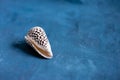 Black Cone on a blue background. Conus Marmoreus. Shell With White Triangle. Royalty Free Stock Photo