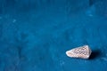 Black Cone on a blue background. Conus Marmoreus. Shell With White Triangle. Royalty Free Stock Photo