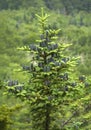 Black cones of balsam fir tree, Mt. Sunapee, New Hampshire. Royalty Free Stock Photo