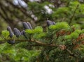 black cones on a spruce branch