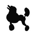 Black contour of a dog breed poodle on white background isolated.