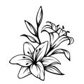 Black contour of lily flowers. Vector illustration. Royalty Free Stock Photo