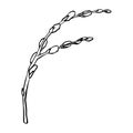 Black contour linear silhouette willow branches isolated on white background. Vector simple line graphic illustration
