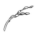 Black contour linear silhouette willow branches isolated on white background. Vector simple line graphic illustration