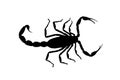 Black contour scorpion isolated on white background. illustration Royalty Free Stock Photo