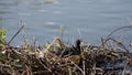 black coot bird in a nest on a pond