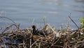 black coot bird in a nest on a pond