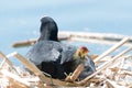 Black Coot with Chcks at Sea Royalty Free Stock Photo