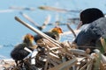 Black Coot with Chcks at Sea Royalty Free Stock Photo