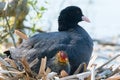 Black Coot with Chcks at Sea Royalty Free Stock Photo