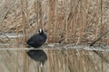 Black coot fulica atra on water in front of reed Royalty Free Stock Photo