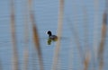 Black coot swimming