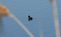 Black coot swimming