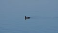 Black coot swimming