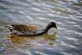 Black Coot water bird swimming alone in the pond at Sydney Park. Royalty Free Stock Photo