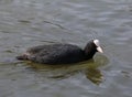 Black Coot Water Bird swimming on the lake