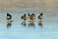 Black coots on frozen surface
