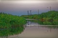 Black coots hiding in reeds on Danube delta