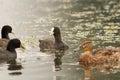Black coots on the water