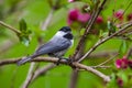 Black Copped Chickadee standing on a branch  with green background Royalty Free Stock Photo