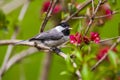 Black Copped Chickadee standing on a branch  with green background Royalty Free Stock Photo