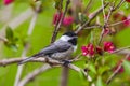 Black Copped Chickadee standing on a branch  with green background Royalty Free Stock Photo