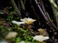 Black copy space mushrooms living for survival growth and propagation