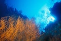 Black Coral - Papua New Guinea