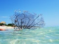 Black coral sea fan on the sea at Ancon beach, Trinidad, Cuba